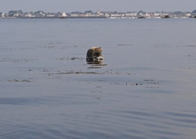 Ne crois pas me surprendre...