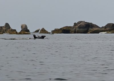 Des formes se succèdent : eau, animal, roches et vent