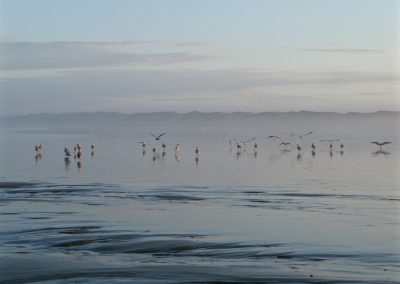 On s'envole, on se pose, comme la brume