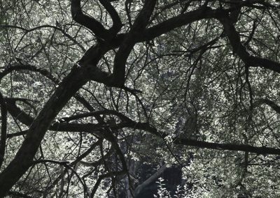 arbres, feuilles, lumière